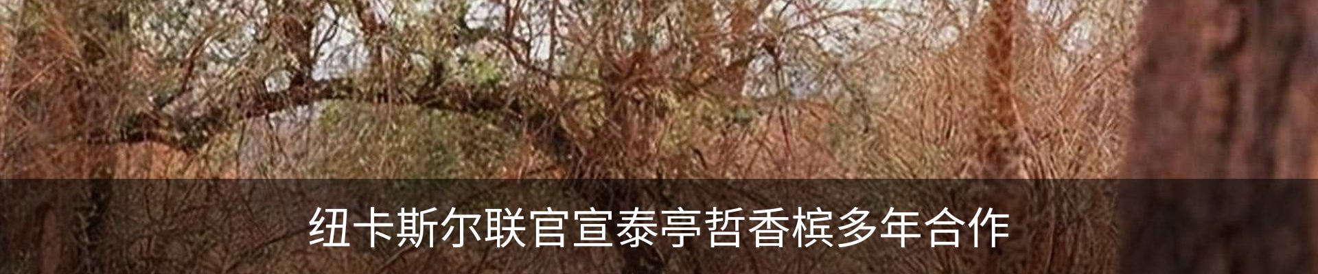 最新动态